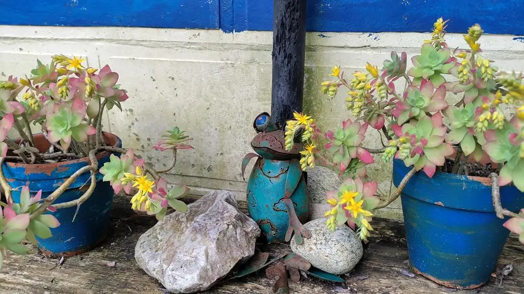 Patio fleuri de plantes succulentes