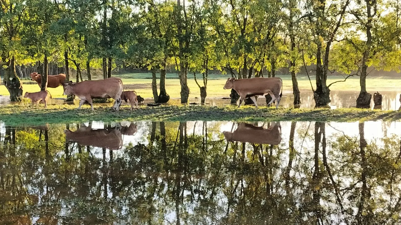 IMG_20241010_135036 (1)