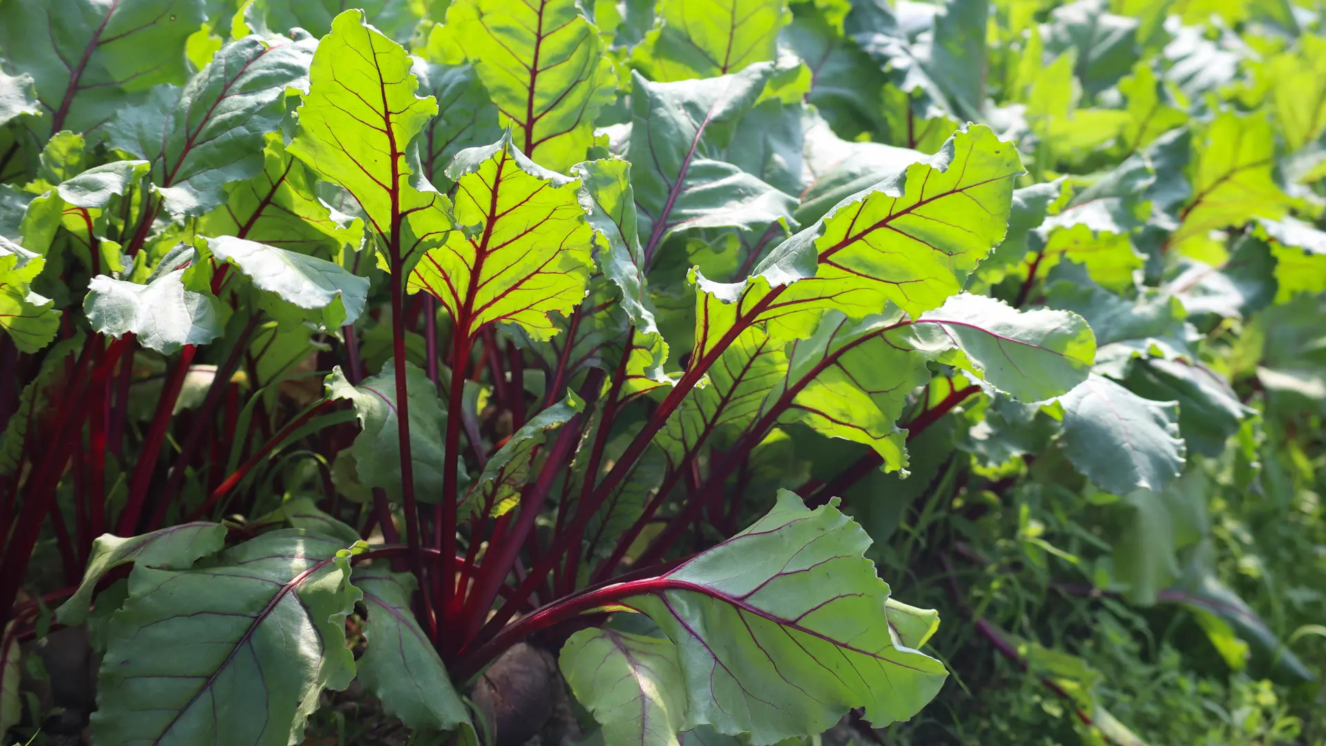 Les cultures maraîchères de la ferme Entre Chèvres & Choux
