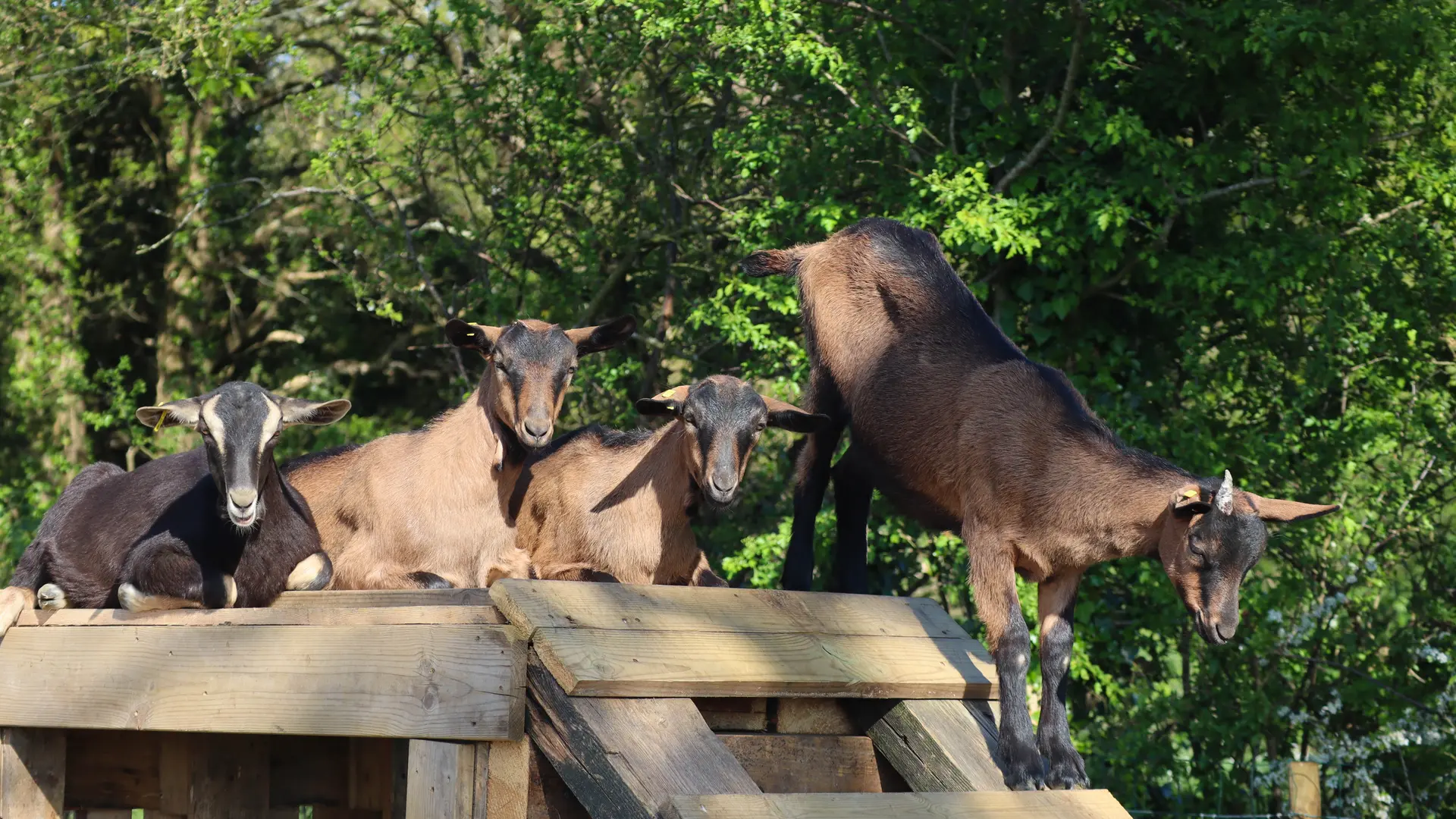 L'élevage de chèvres de la ferme Entre Chèvres & Choux