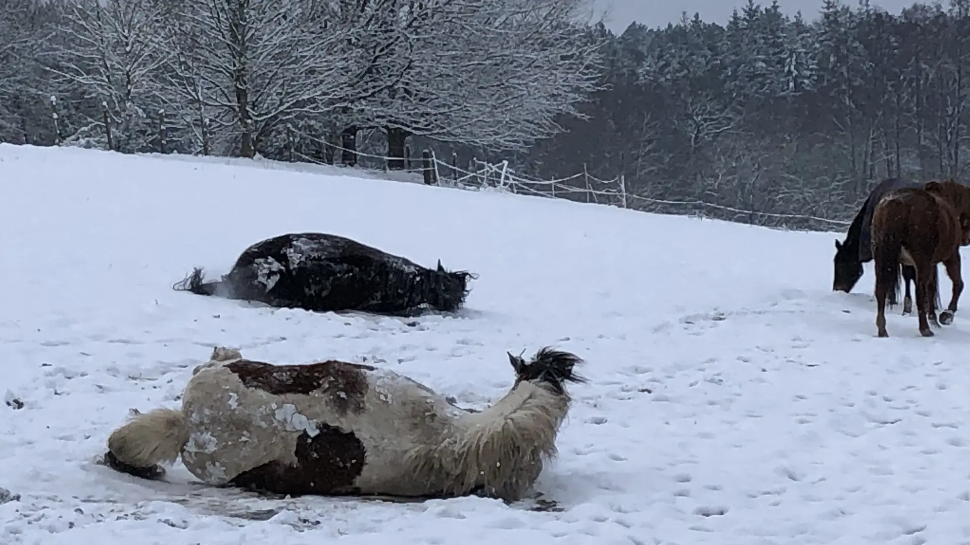 Ambiance sous la neige