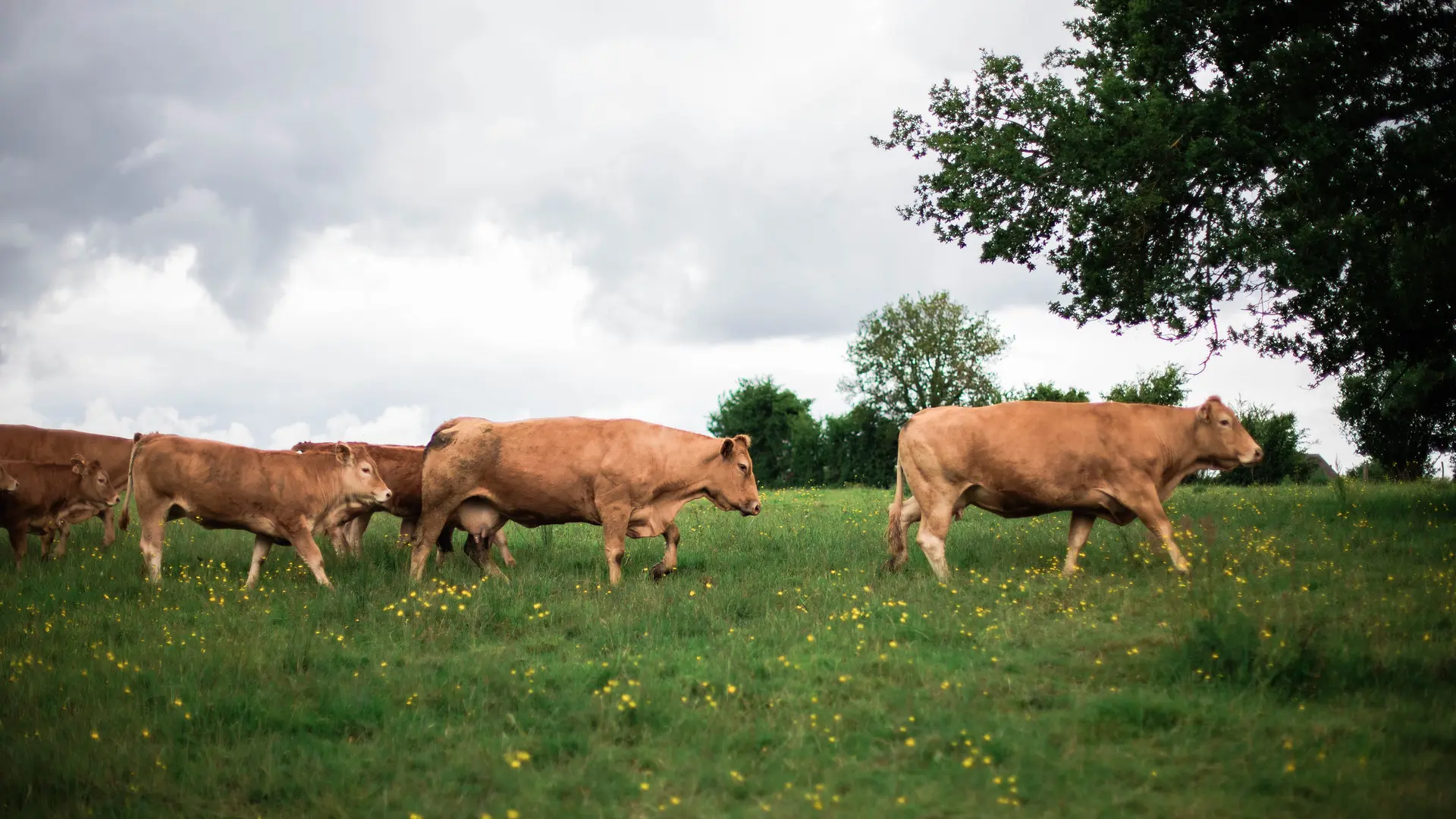 Gîte Le Douet Moreau - Saint-Léonard-des-Bois - vaches de l'exploitation