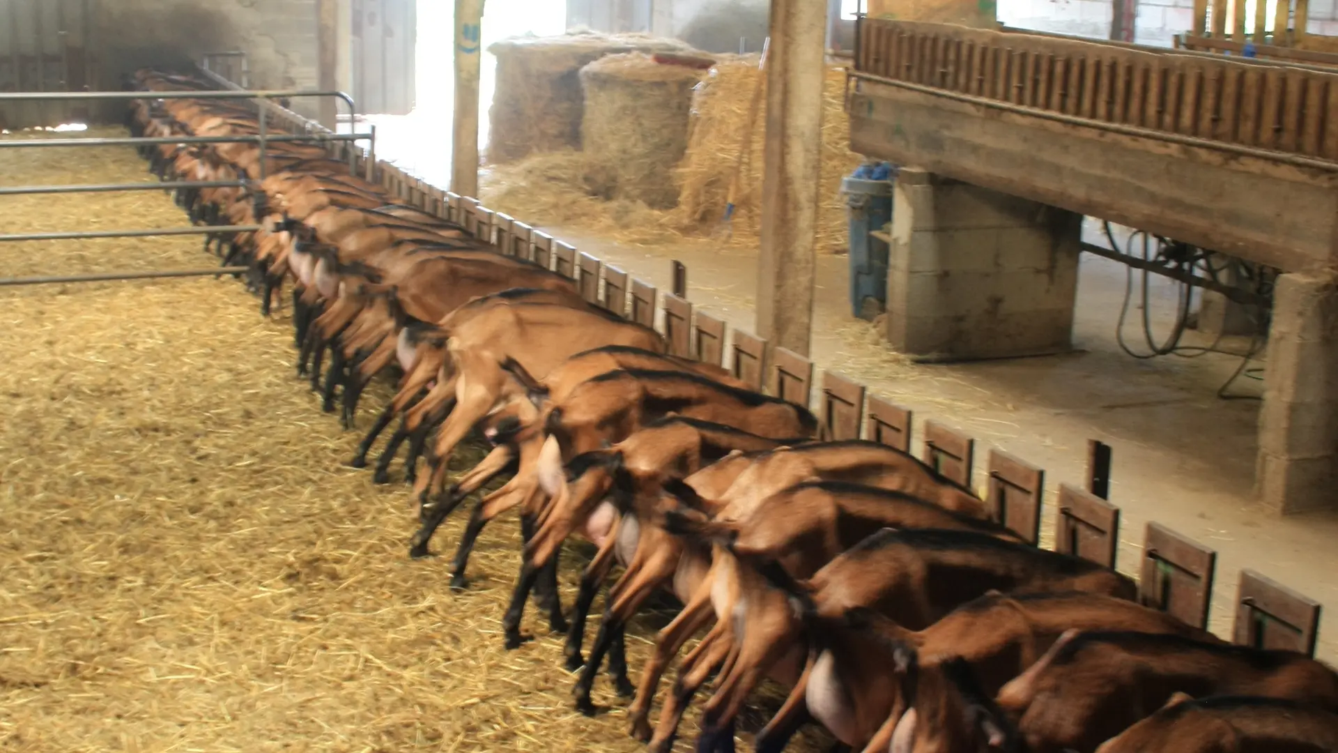 Fromagerie du Purdeau - Thouarsais Bouildroux - 85