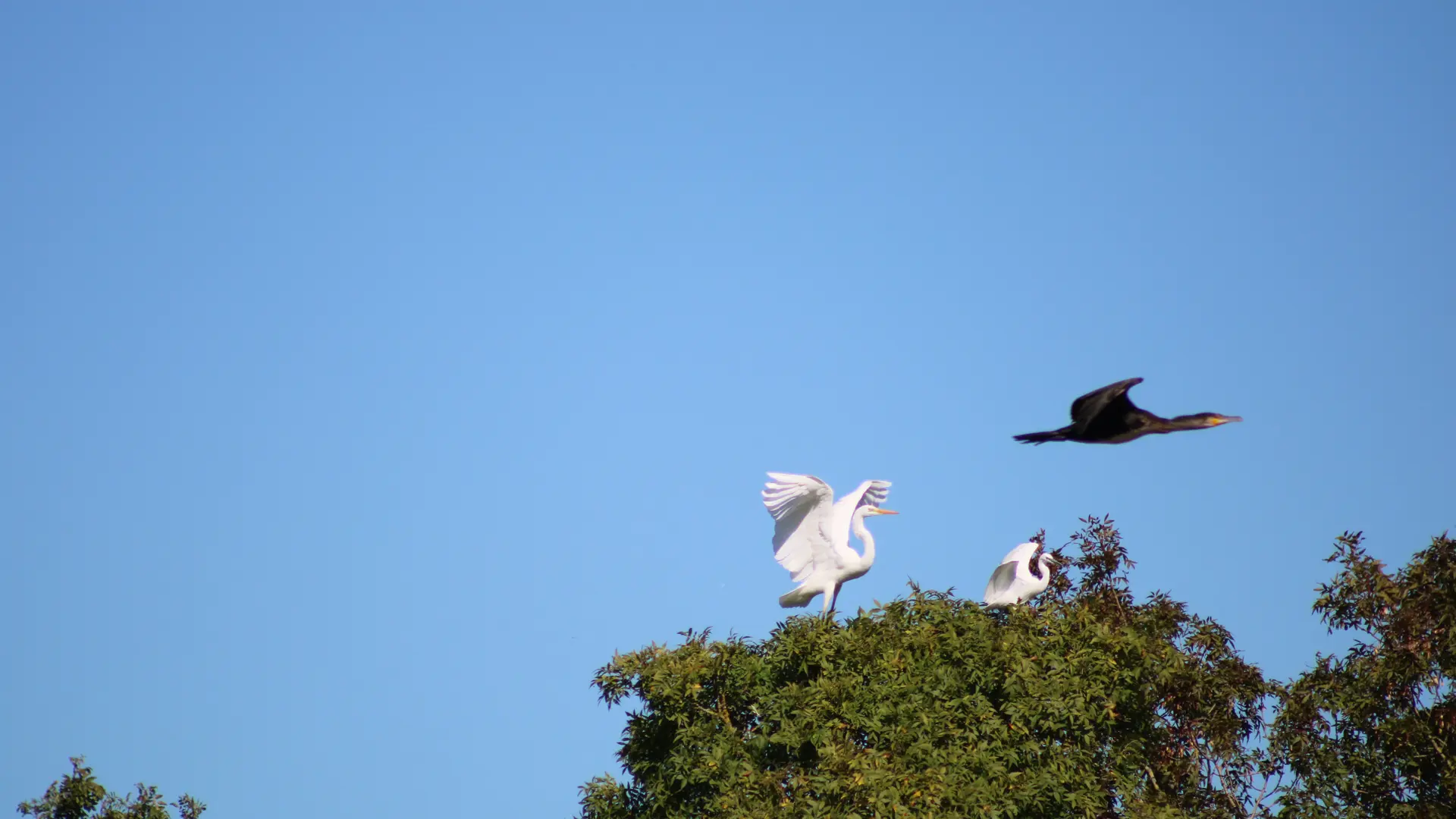 faune_longeville-marais_potevin