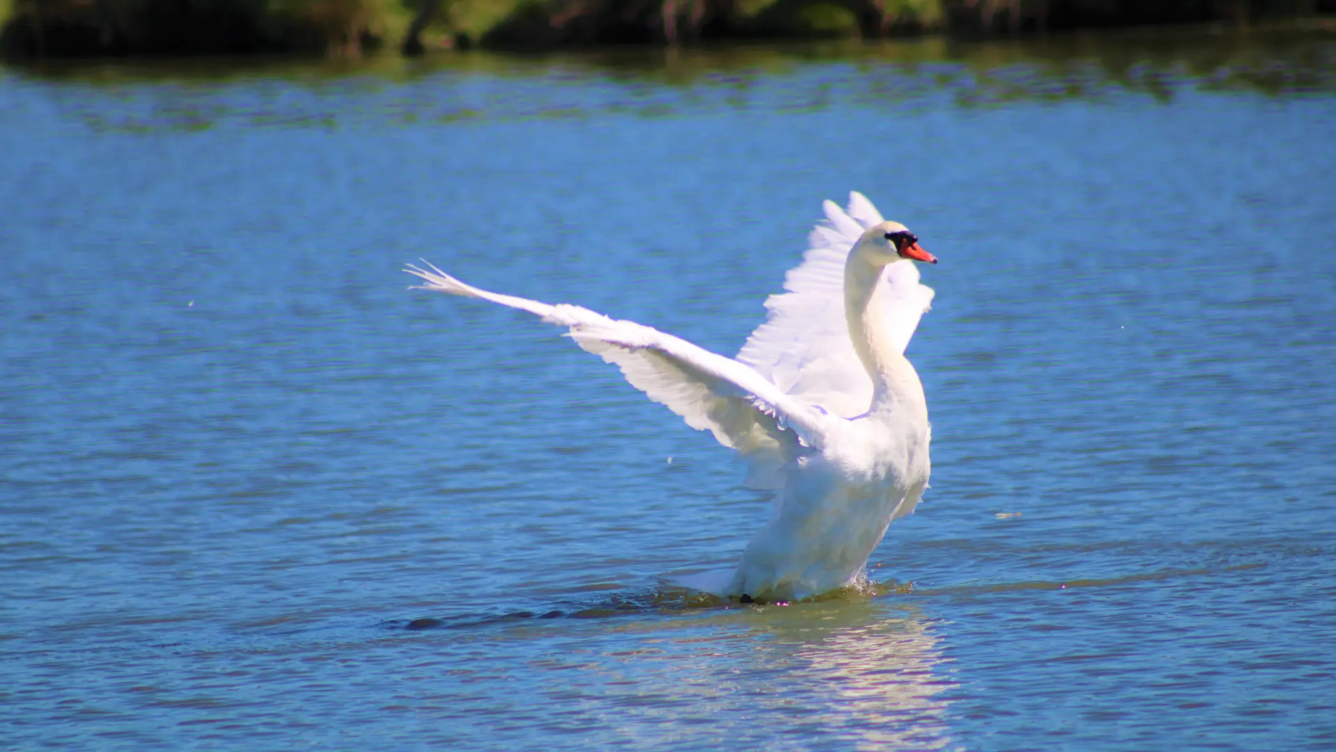 marais_faune_longeville