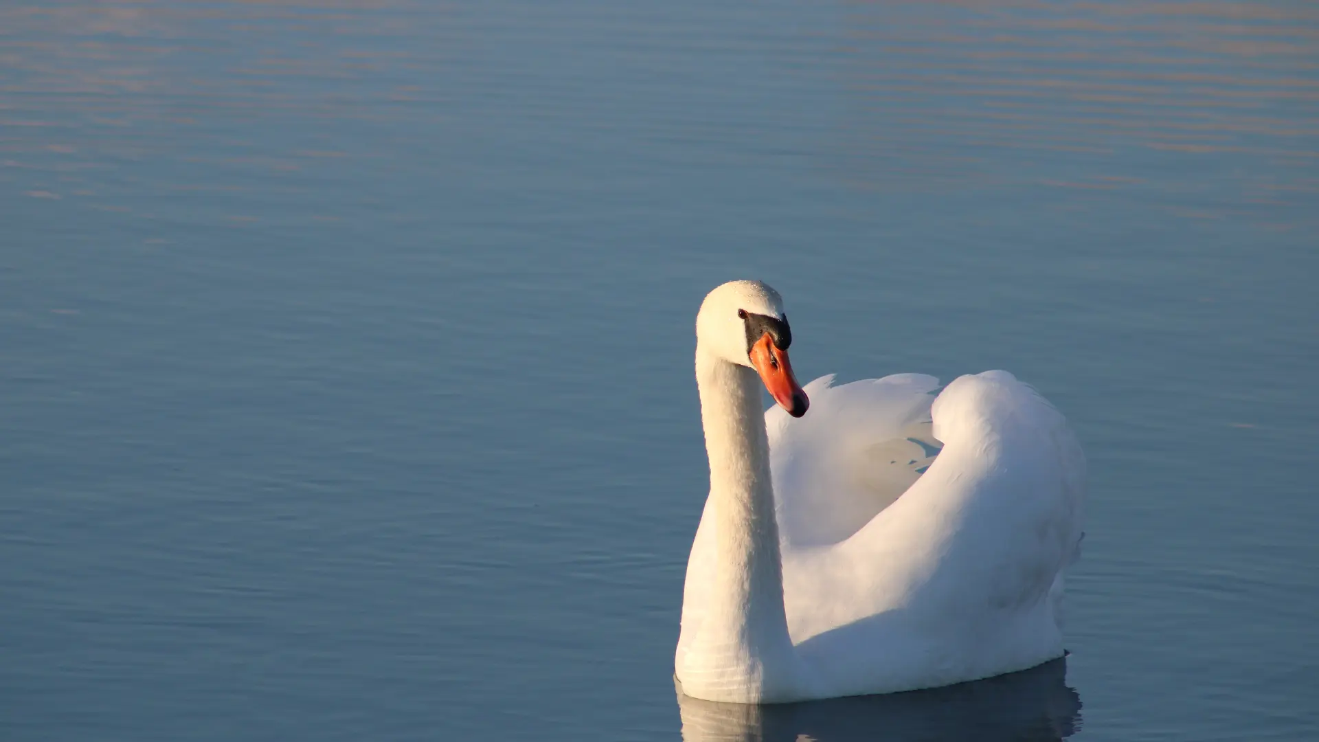 faune_marais_poitevin_longeville