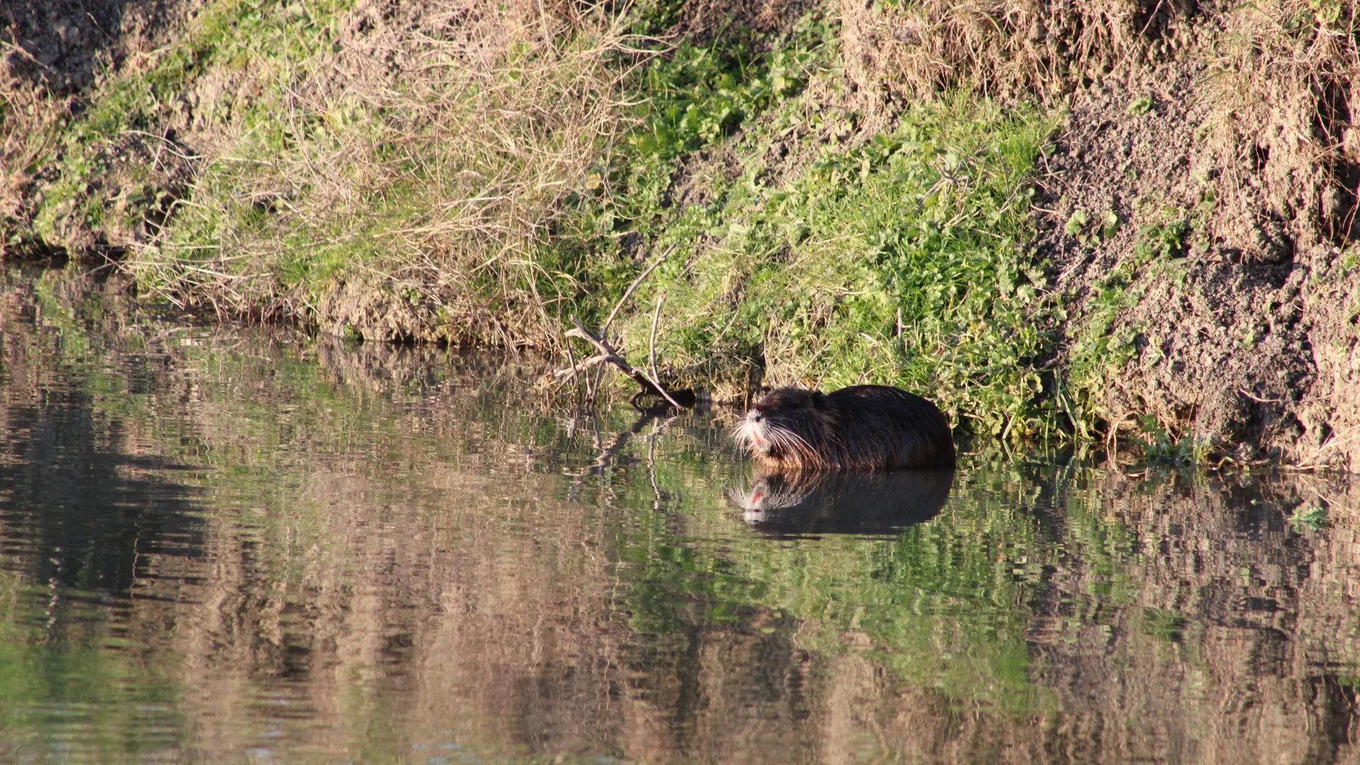 faune_marais_longeville_sur_mer