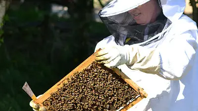 Controle de l'état de santé de la ruche.