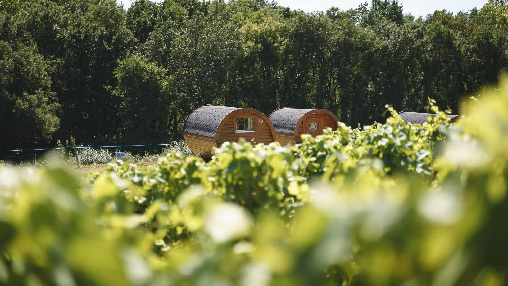 LAD2021-VignobleMarchaisHD©jeremyjehanin-66