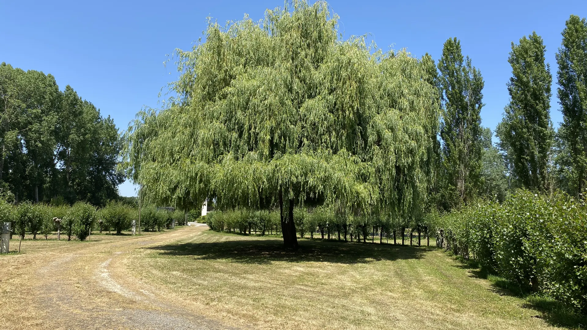 MS_Photo_Saule pleureur