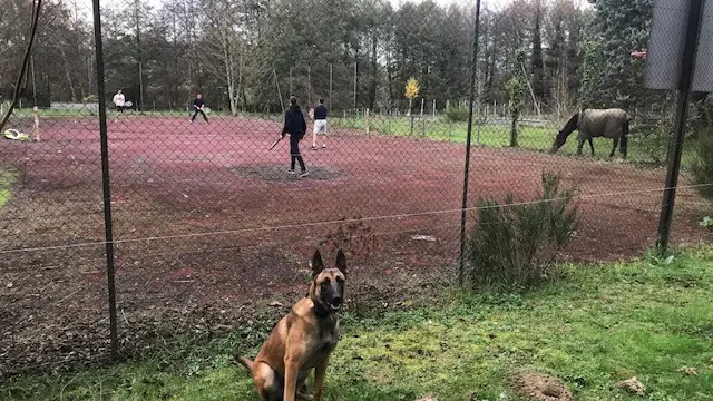 Tennis et Animaux