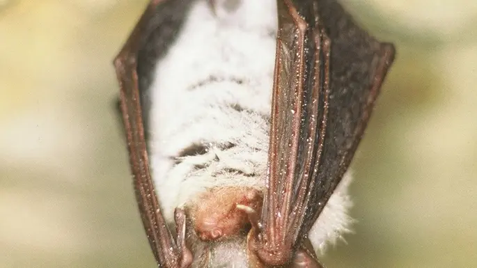 Murin de Beschtein_luché_72_pn