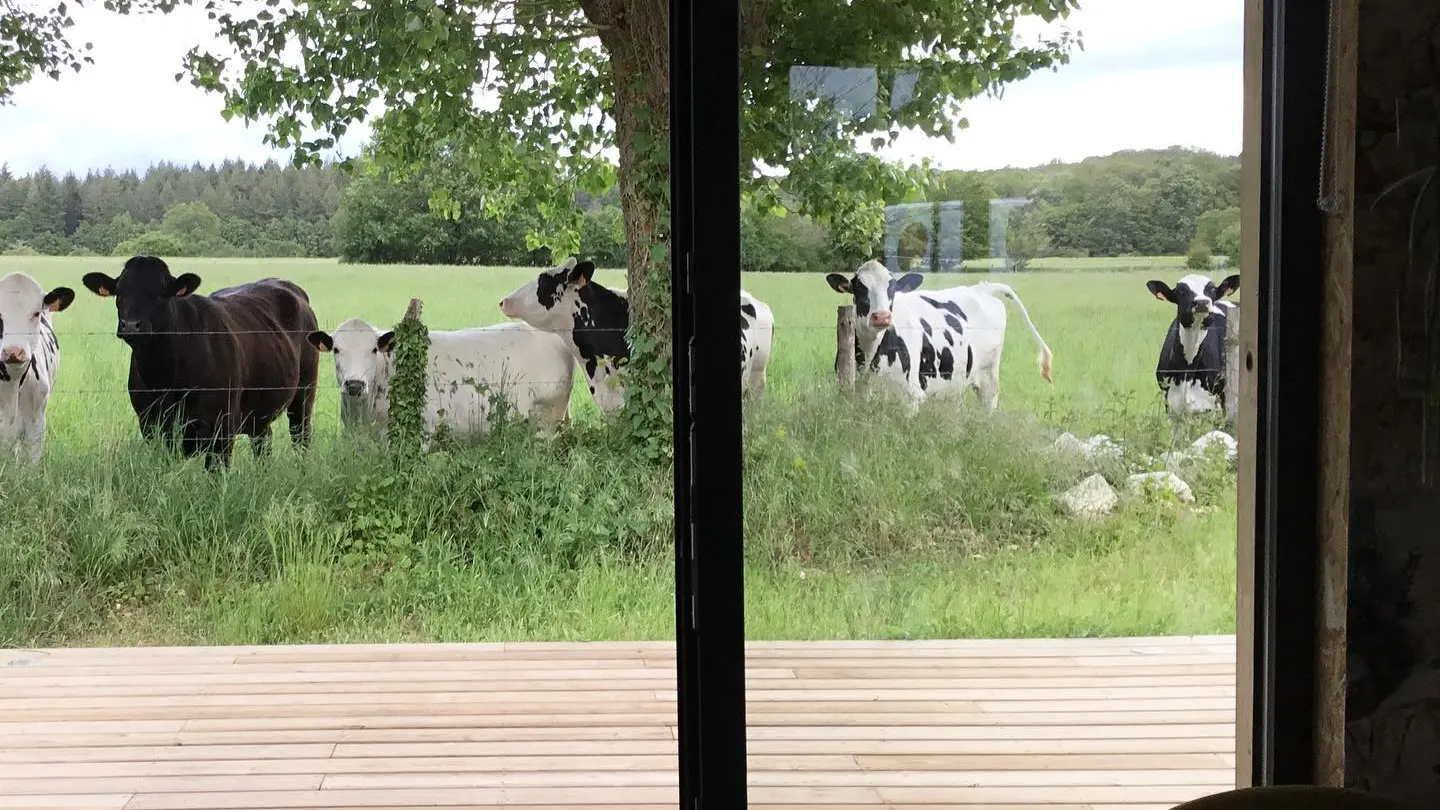 Ô Saule_Thoiré sur Dinan Guillaume Cholet