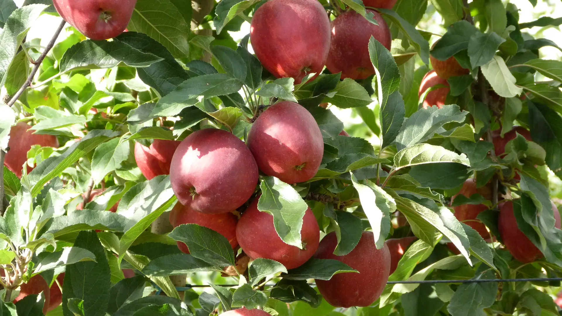 Vergers du petit Pavillon_Lavernat