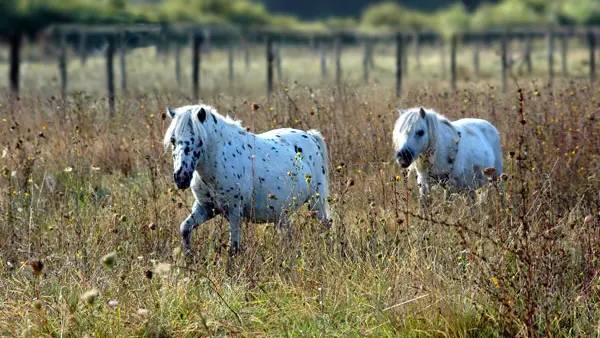 manoir-clairefontaine-25