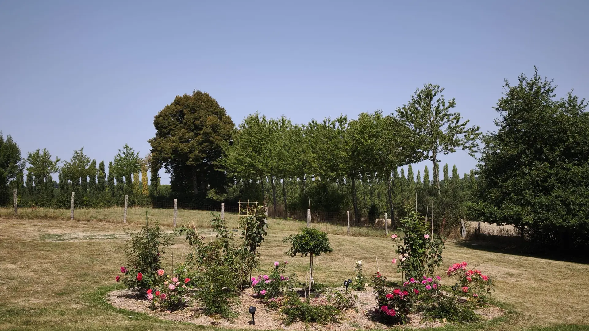 jardin et parterre de Roses