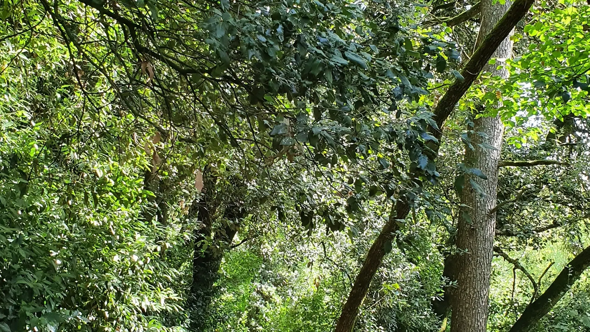 Parc Baron Fontenay-le-Comte 85-4