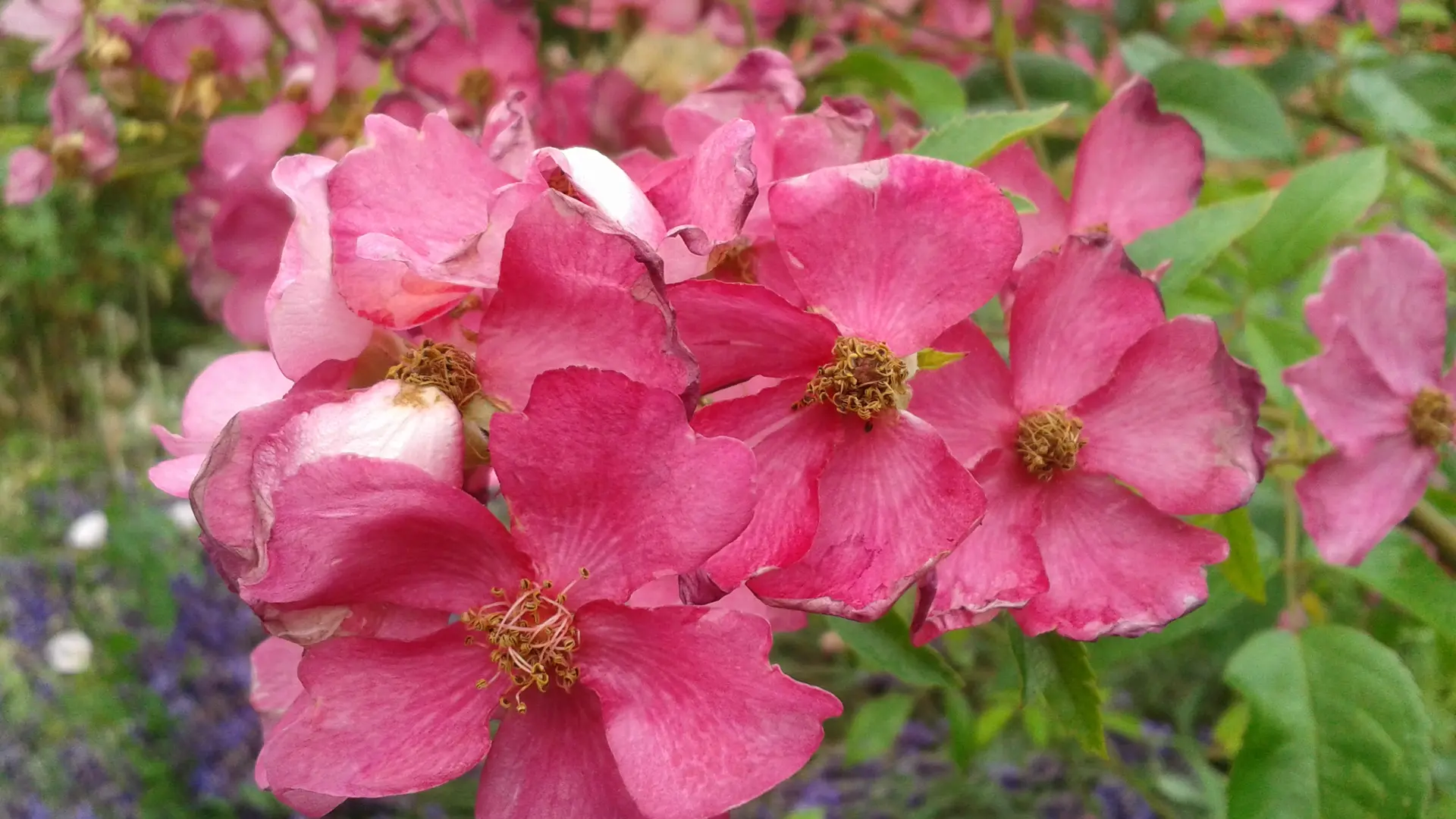 PCU879000490 - R. 'Plaisanterie', détail