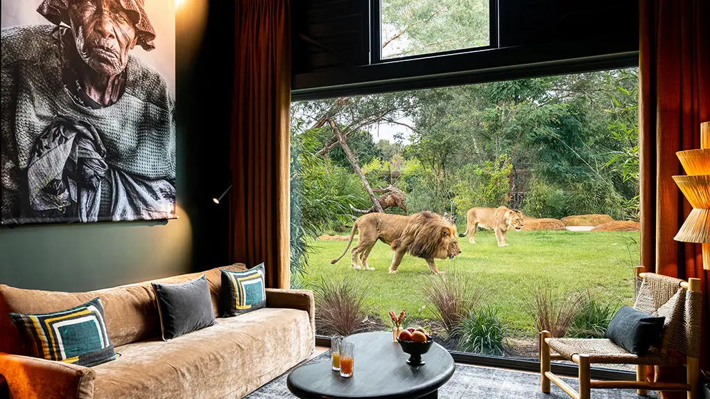 Suite_Premium_Lion et lionne_Safari suite_Zoo de la Flèche