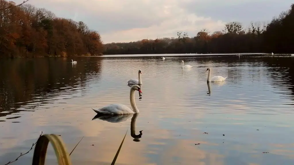 Baignade, pêche et activités nautique sur le lac forestier du val joyeux à 10 mi