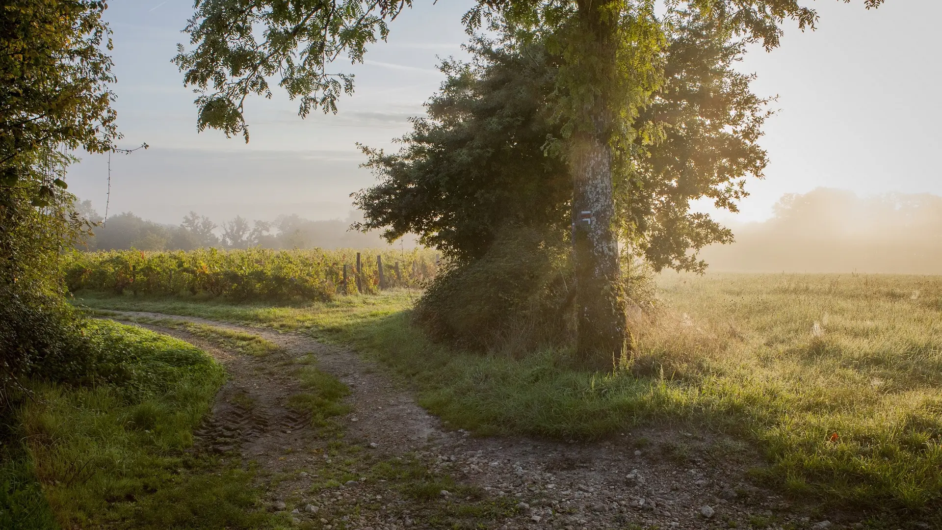 Vendanges-RocheBleue