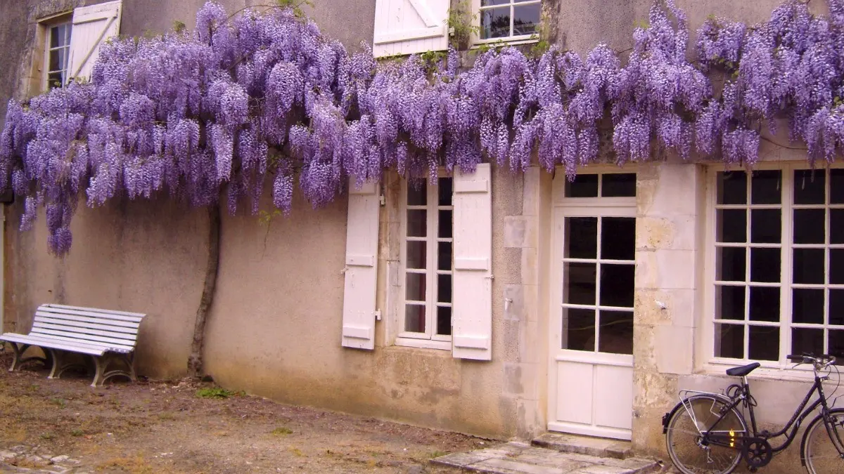 54291 - Devant de la maison