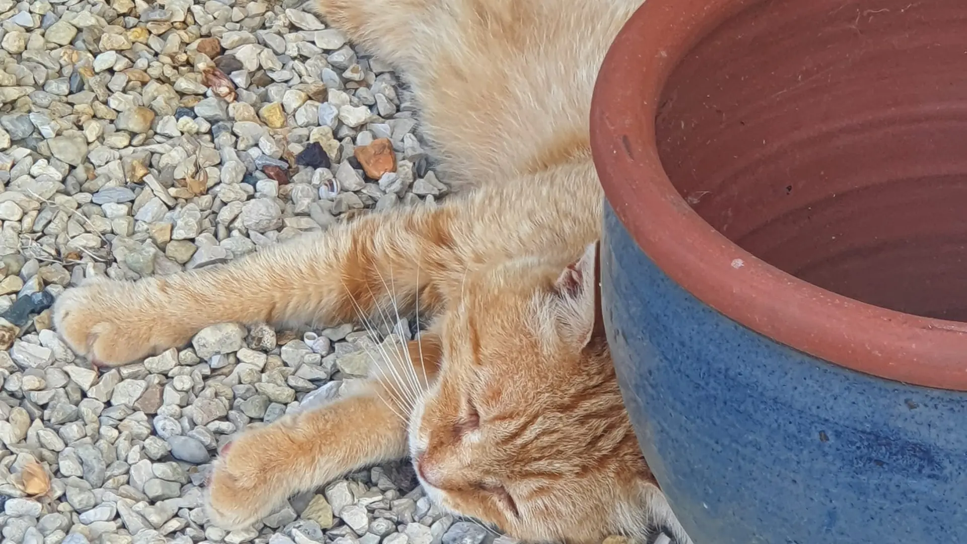 373225 - Ginger