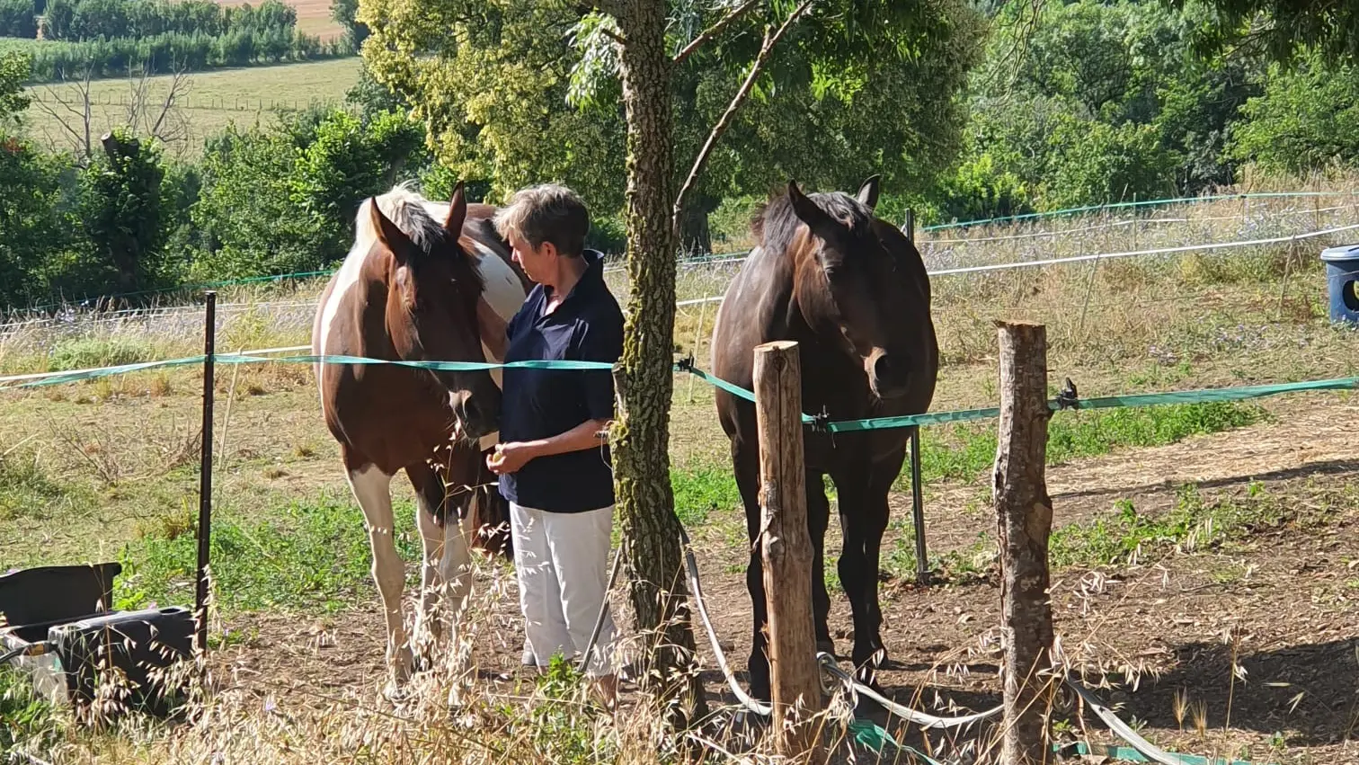 373223 - Notre chevaux