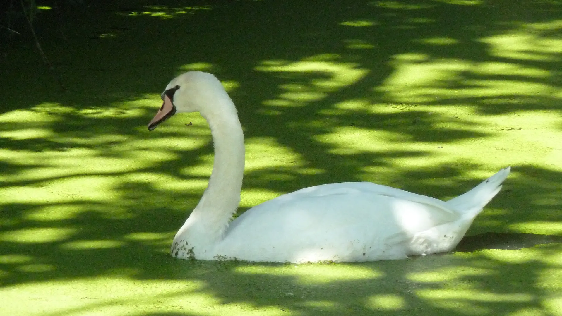 Cygne tuberculé