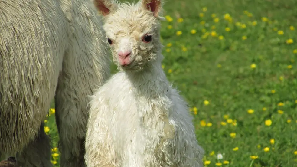 Alpagas