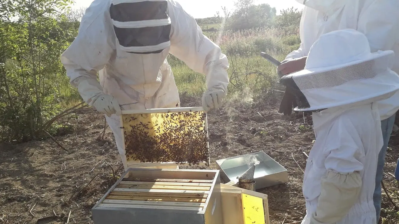Apiculture miel