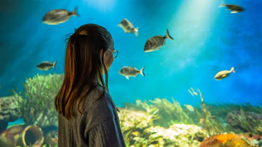 aquarium-vendee-bourgenay-pierre-ollier-vendee-expansion