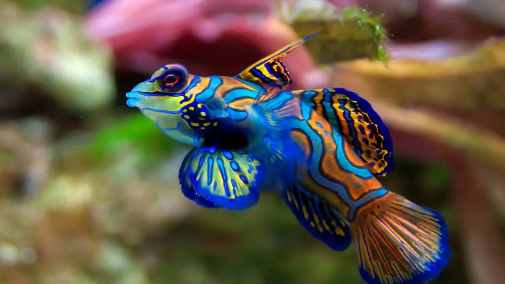 aquarium-vendee-talmont-bourgenay-poisson-betta