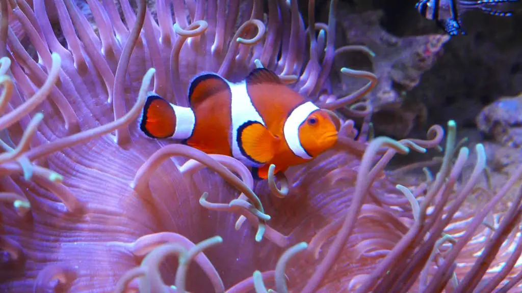aquarium-vendee-talmont-bourgenay-poisson-clown