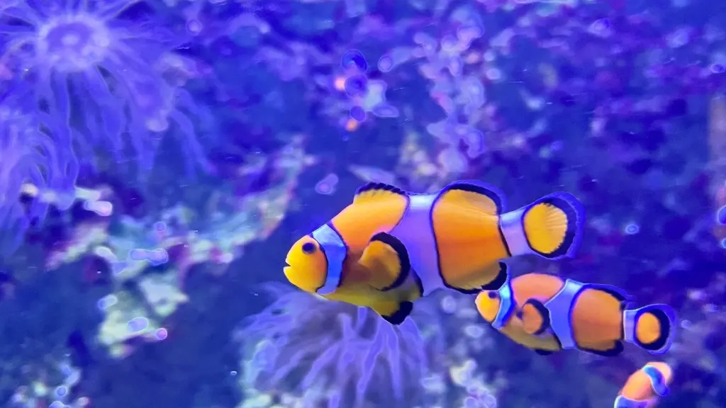 aquarium-vendee-talmont-bourgenay-poissons-clowns