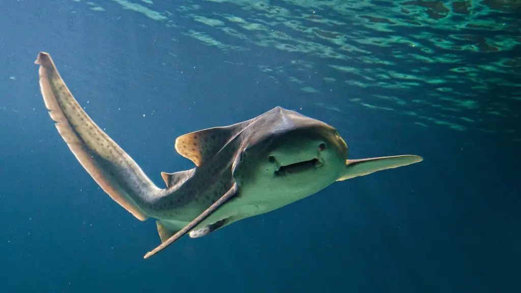 aquarium-vendee-talmont-bourgenay-requin