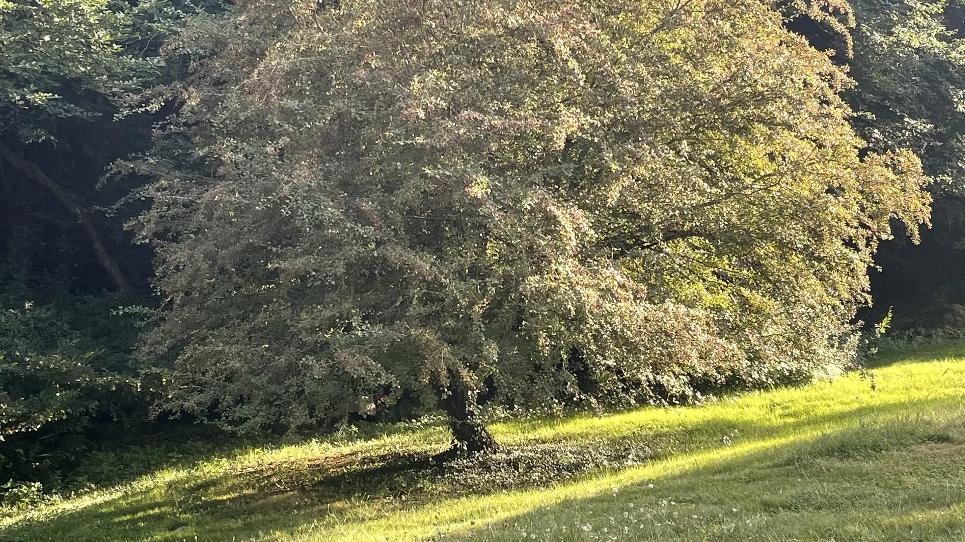 Chambres et table d'hôtes Le Vaux Jouin_aubepine