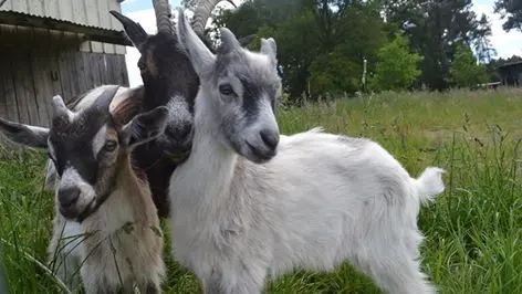 begonia et ses chevreux