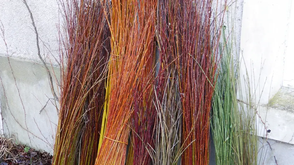 bottes de rameaux champêtres©cpievsl