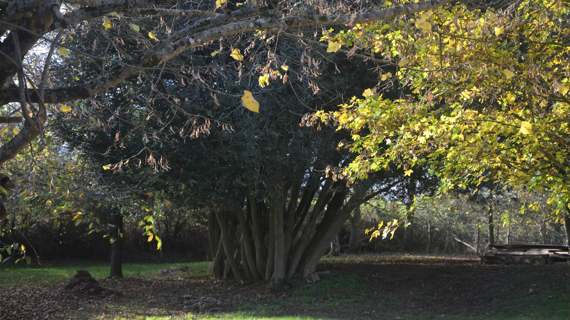 Chambres et table d'hôtes Le Vaux Jouin_buis