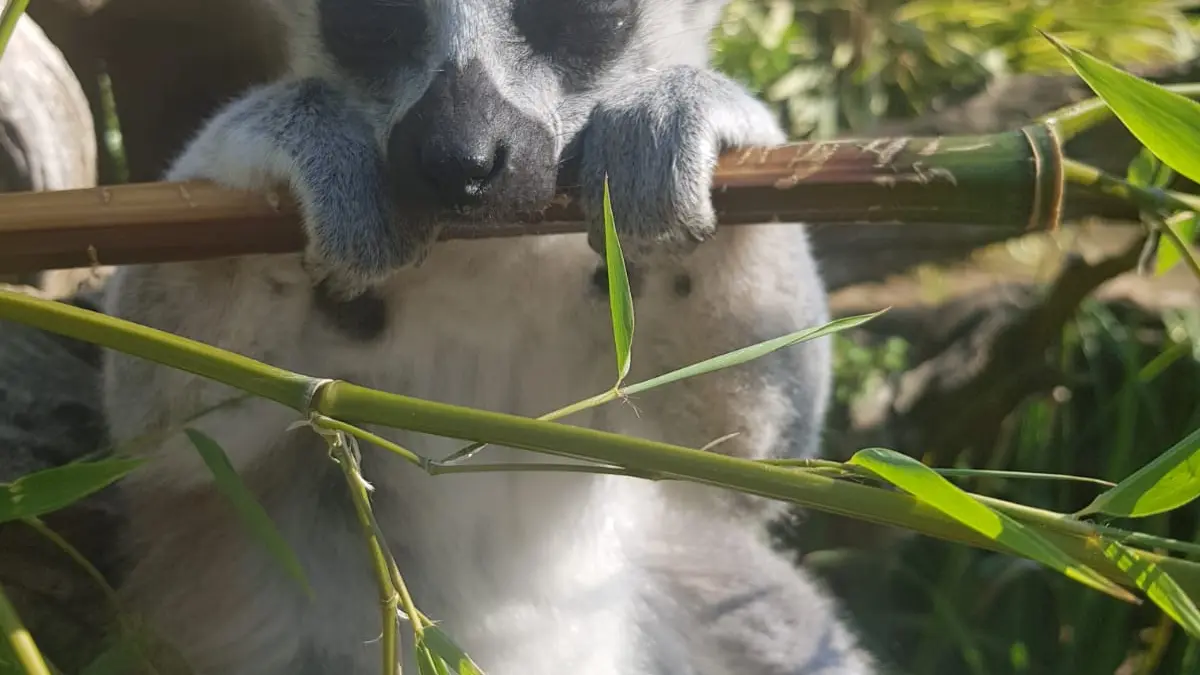 Parc zoologique de La Flèche