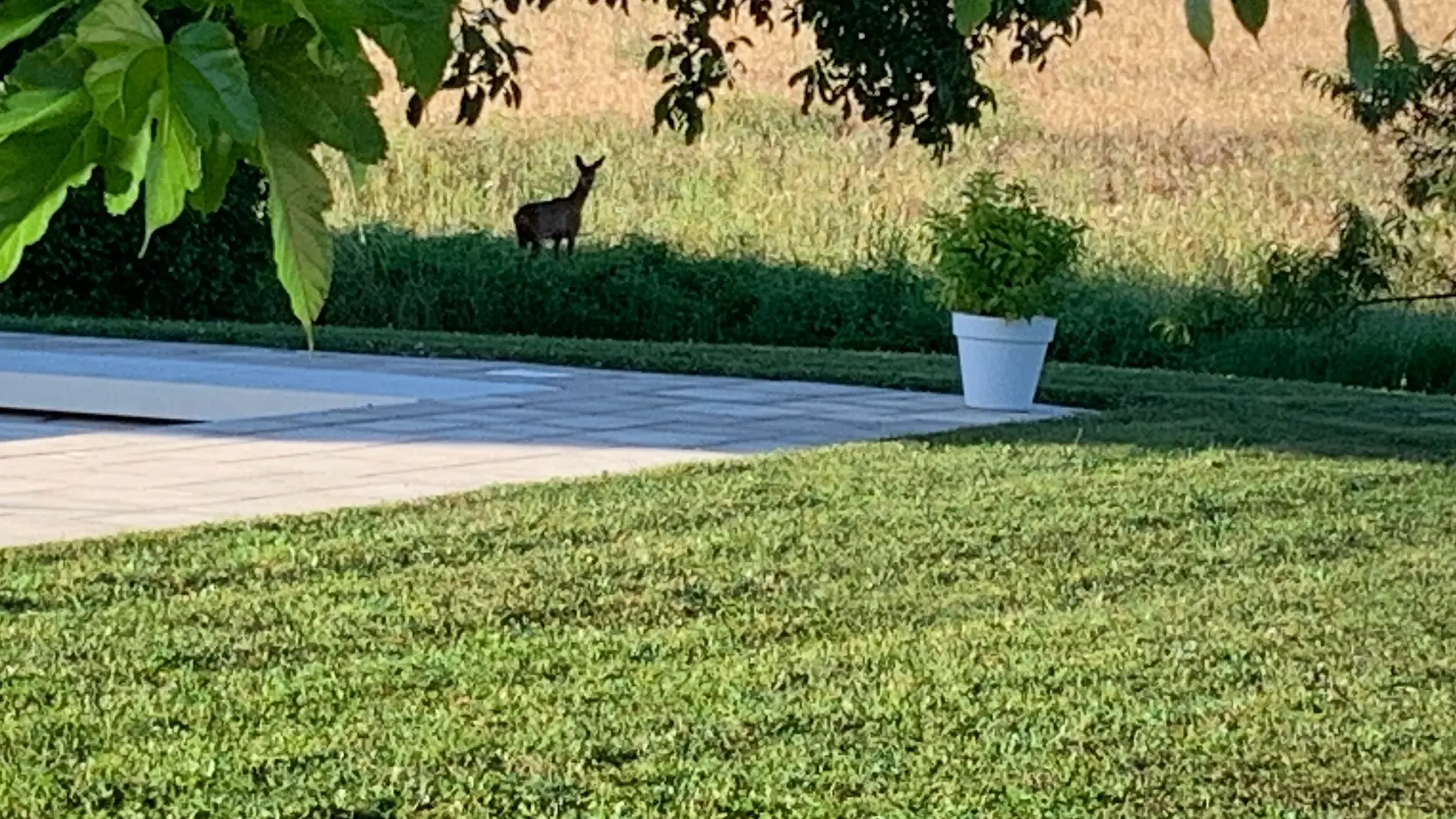 Chambres d'hôtes Le Logis de la Chouette chevreuil