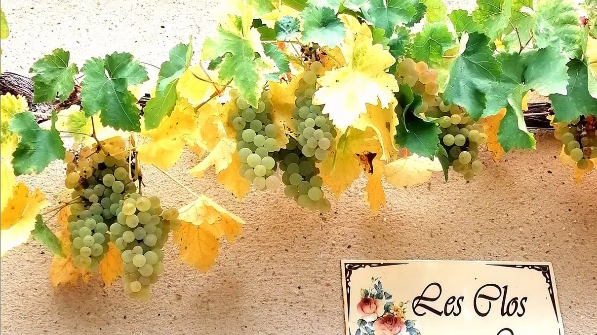 Le patio et le jardin renard