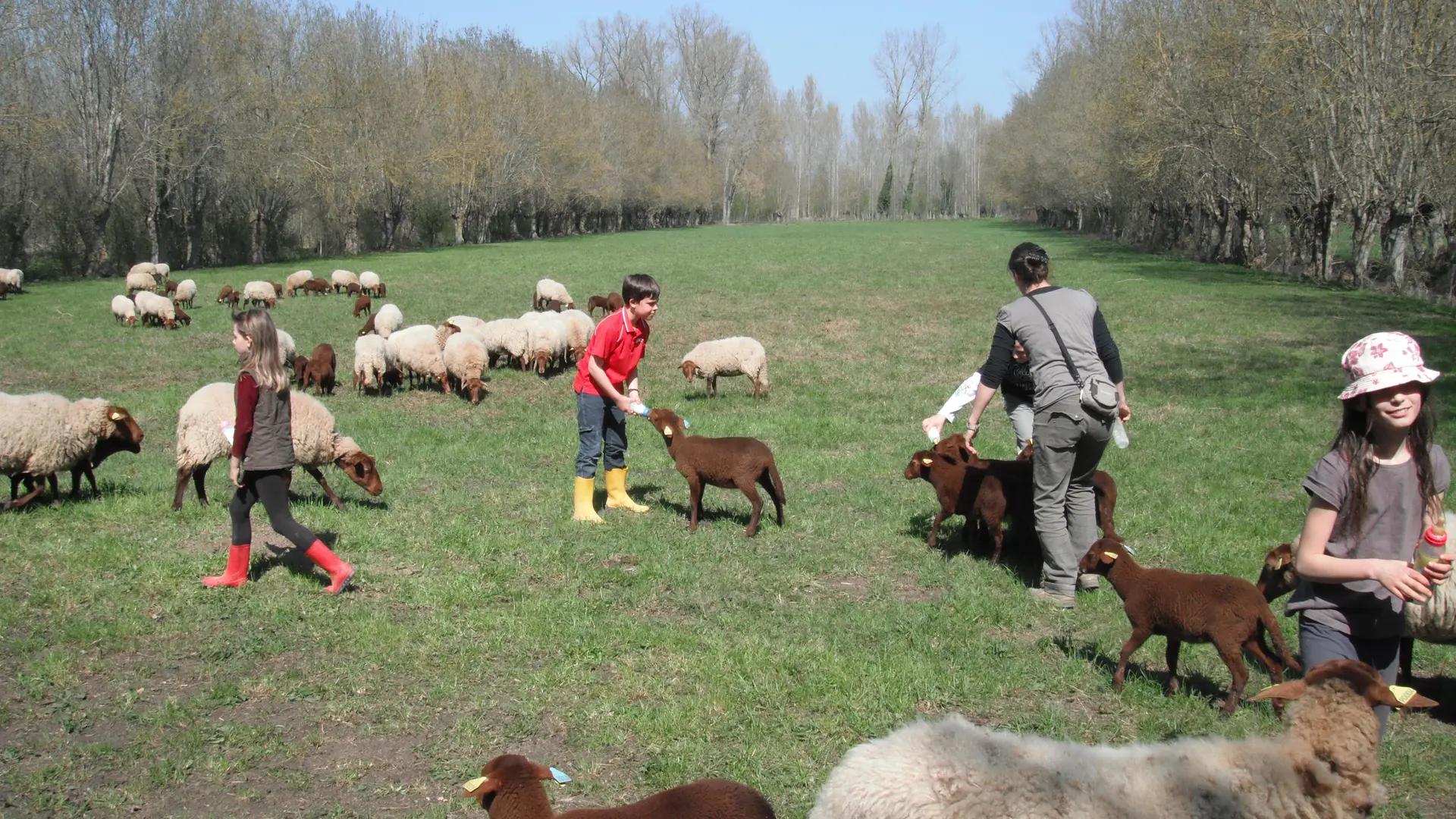 decouverte des mouton FPDM