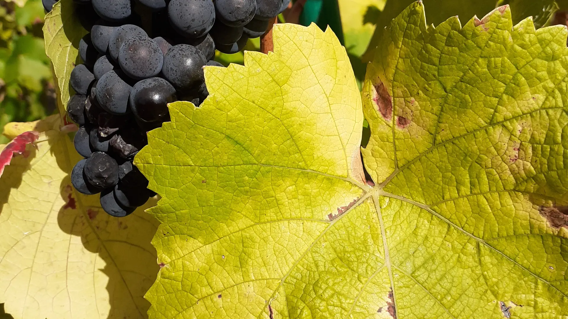 domaine_Jean_Luc_Viaud_Berligou