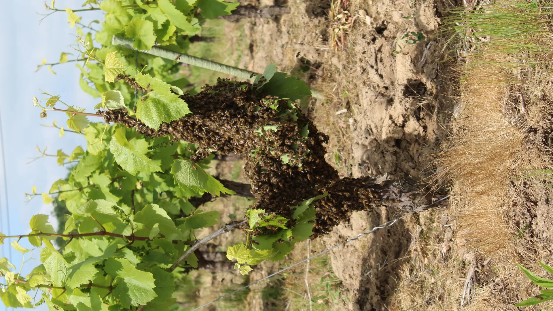 domaine_jean_luc_viaud_essaimage _vigne (9)