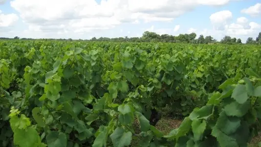 84138 - Le Vignoble Nantais