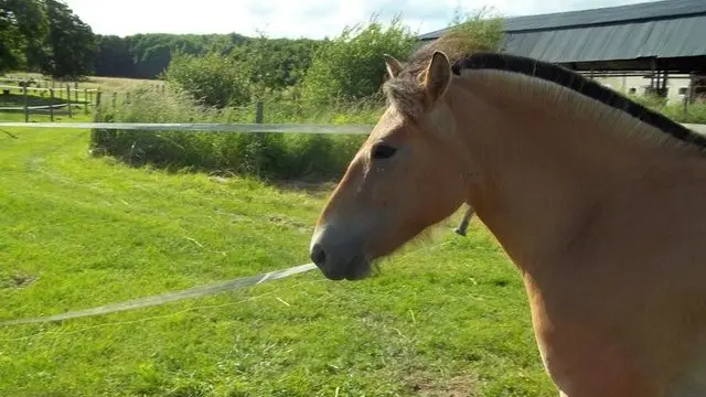 LOI49-ecurie-bauge-2