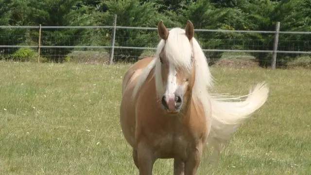 LOI49-ecurie-bauge-3