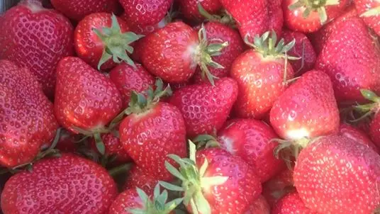 ferme-des-gds-champs